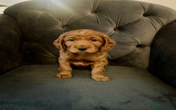 Cockapoo dogs for sale: F2 Cockapoo Puppies Ready for Forever Homes 🐶  - Image 6