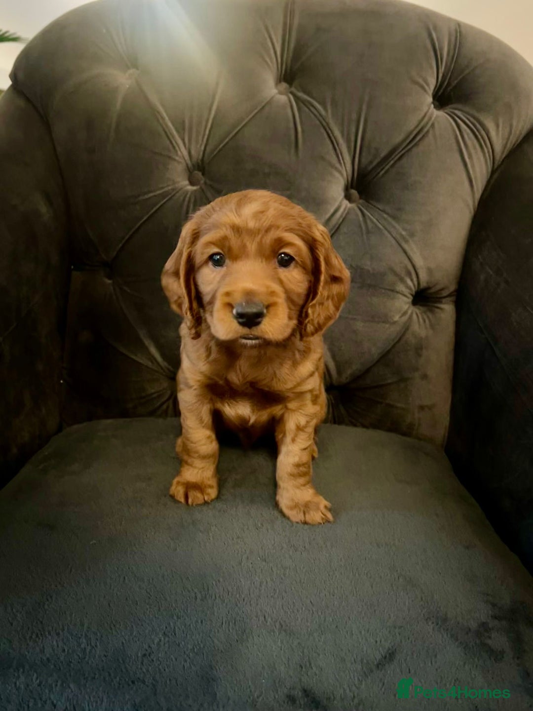 Cockapoo dogs for sale: F2 Cockapoo Puppies Ready for Forever Homes 🐶  - Image 6