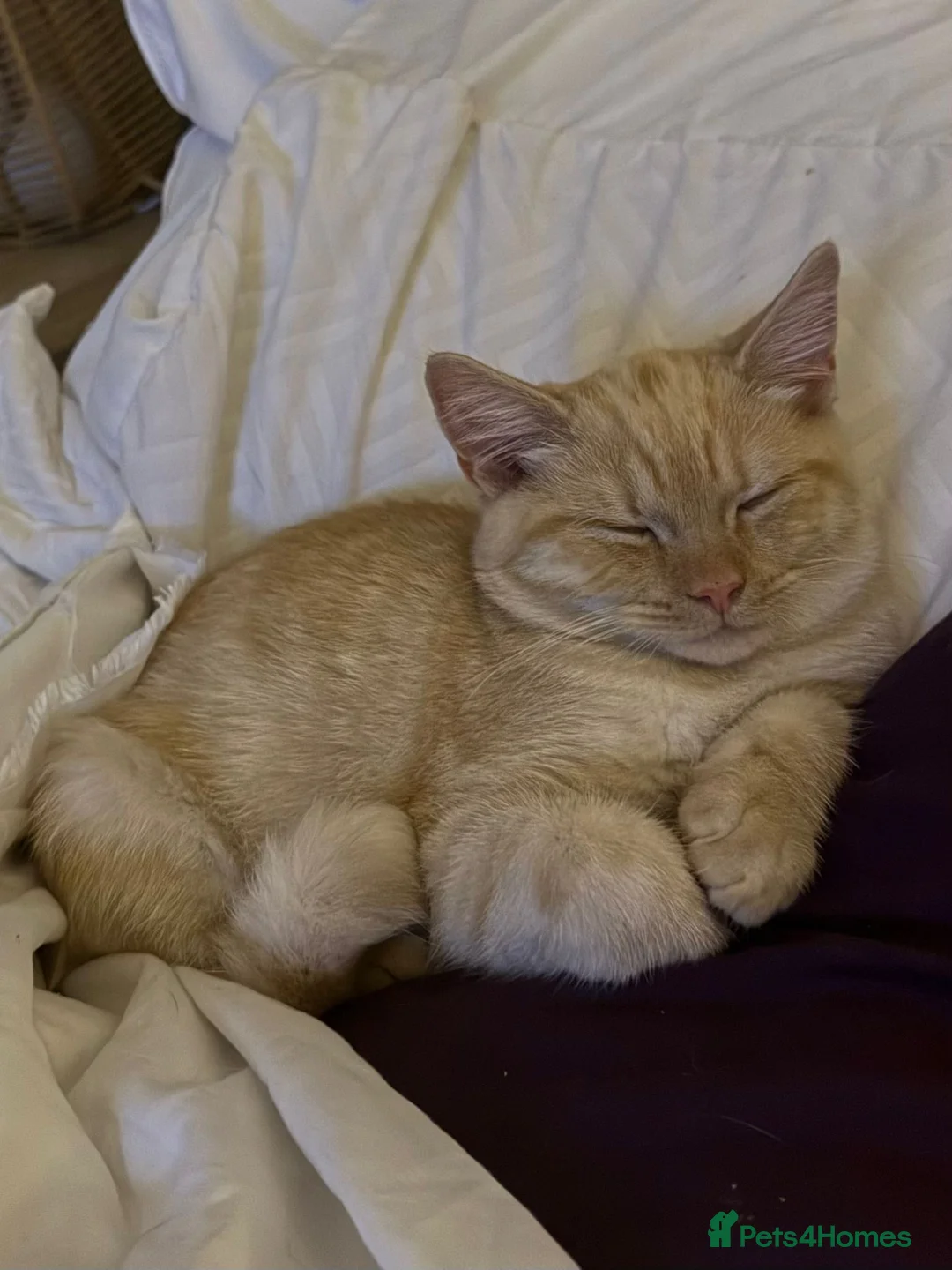 Mixed Breed cats for sale: Pale ginger male cat for re-homing. - Advert 3