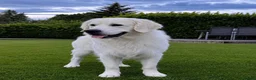 Golden Retriever dogs for sale: Cream Golden Retriever Puppies soon to be born  in Boston - Advert 12