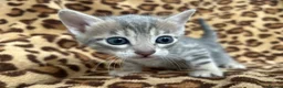 Bengal cats for sale: Beautiful Litter of Bengal Kittens - TICA Reg - Advert 3