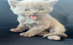 Scottish Fold cats for sale: Beautiful lilac Scottishfold straight ear kittens  - Image 12