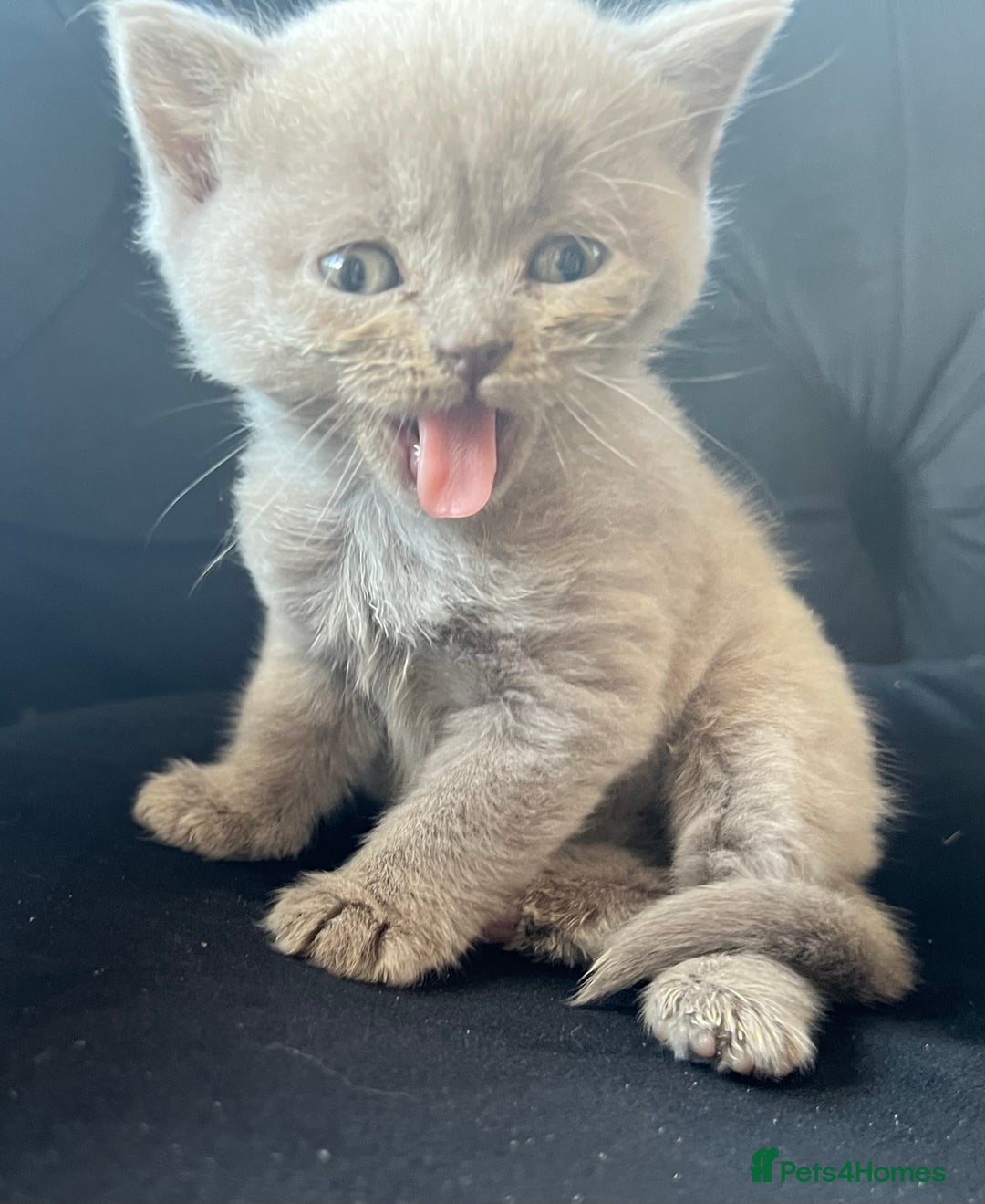 Scottish Fold cats for sale: Beautiful lilac Scottishfold straight ear kittens  - Image 12