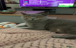 British Shorthair cats for sale: Blue Male BSH kitten  - Image 6