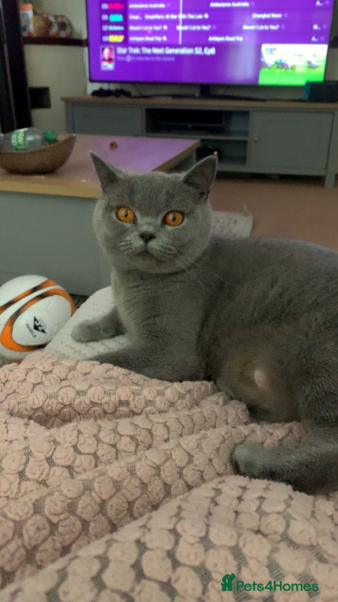 British Shorthair cats for sale: Blue Male BSH kitten  - Image 6