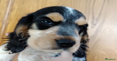 Cocker Spaniel dogs in Driffield - Advert 5