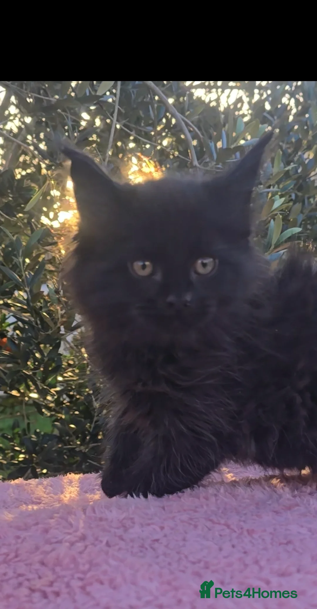 Maine Coon cats for sale: ONE LOVELY MAINE COON GIRL AVAILABLE. - Advert 6