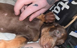 Miniature Dachshund dogs for sale: Chocolate male miniature dacshund  - Image 5