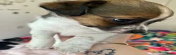 Jack Chi dogs for sale: 3 beautiful Jack chi boy pups 🐶🐶🐶 in Camberley - Advert 11