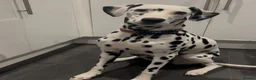 Dalmatian dogs for sale: Female deaf Dalmatian  in Southsea - Advert 11