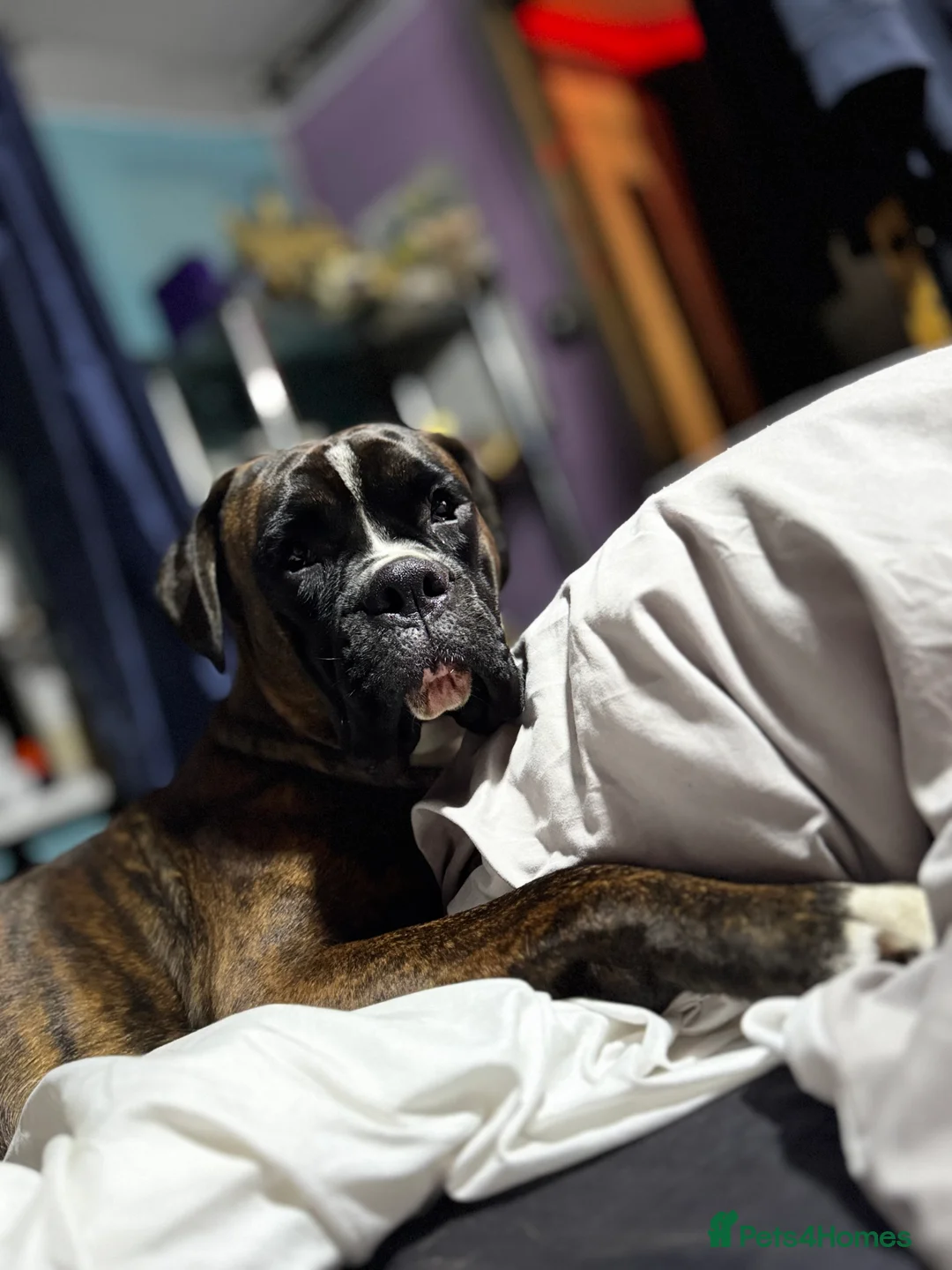 Boxer dogs for sale: Chance he is a good boy  in Stamford - Advert 1