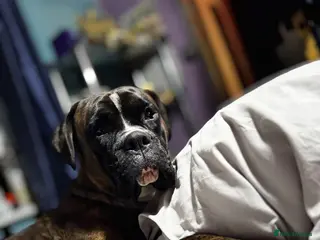 Boxer dogs Chance he is a good boy in Stamford - Advert 4