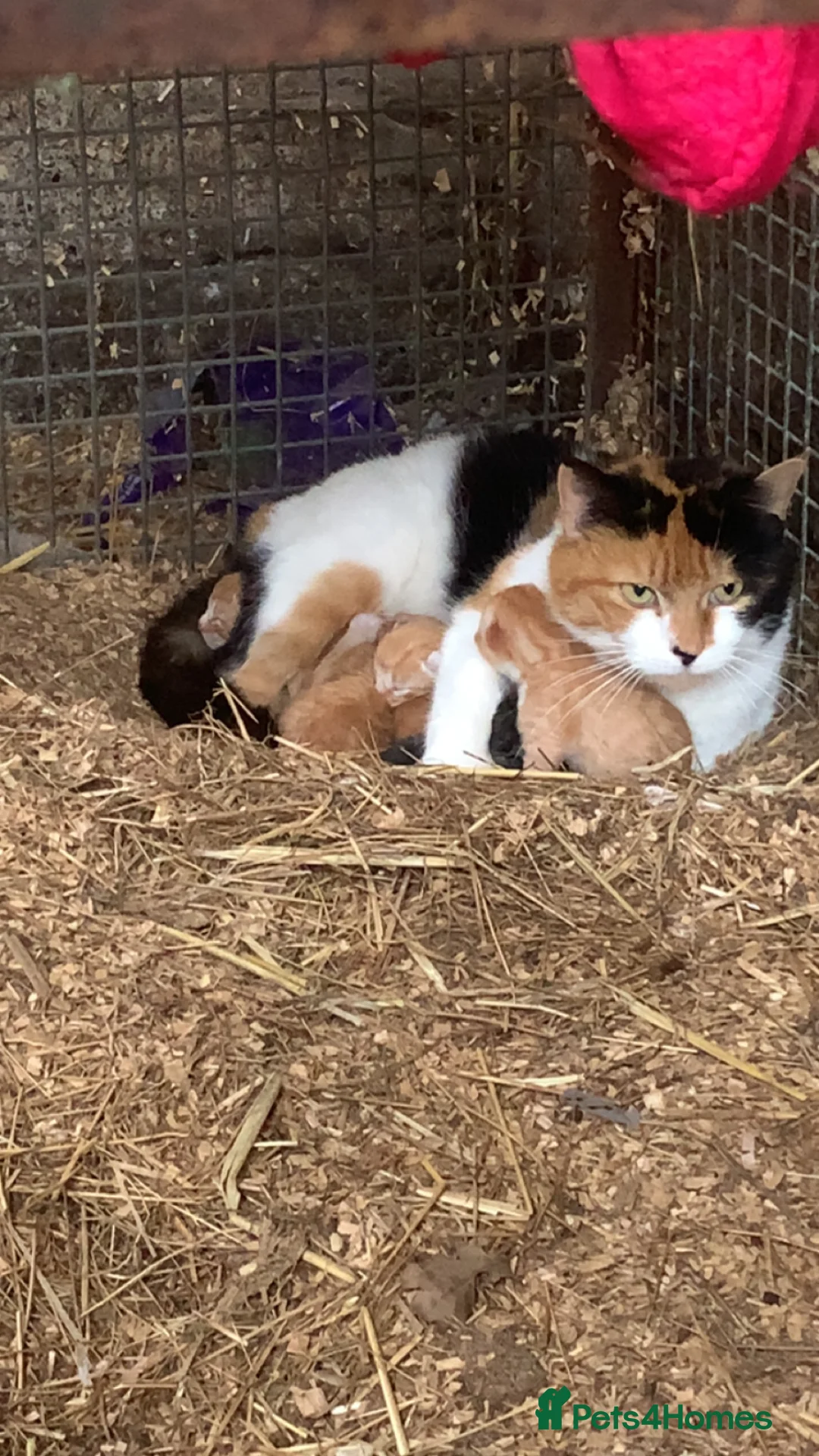Mixed Breed cats for sale: Gorgeous Ginger Farm Kittens  - Advert 1