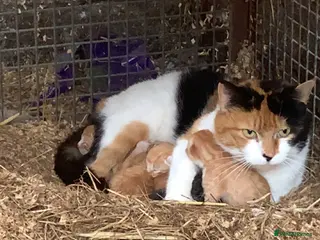 Mixed Breed cats Gorgeous Ginger Farm Kittens - Advert 2
