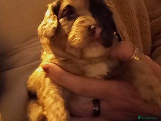 Cavapoo dogs Fabulous chocolate Cavapoos - Advert 18