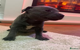 Staffordshire Bull Terrier dogs for sale: 9 Beautiful blue staff puppy’s !  - Image 4