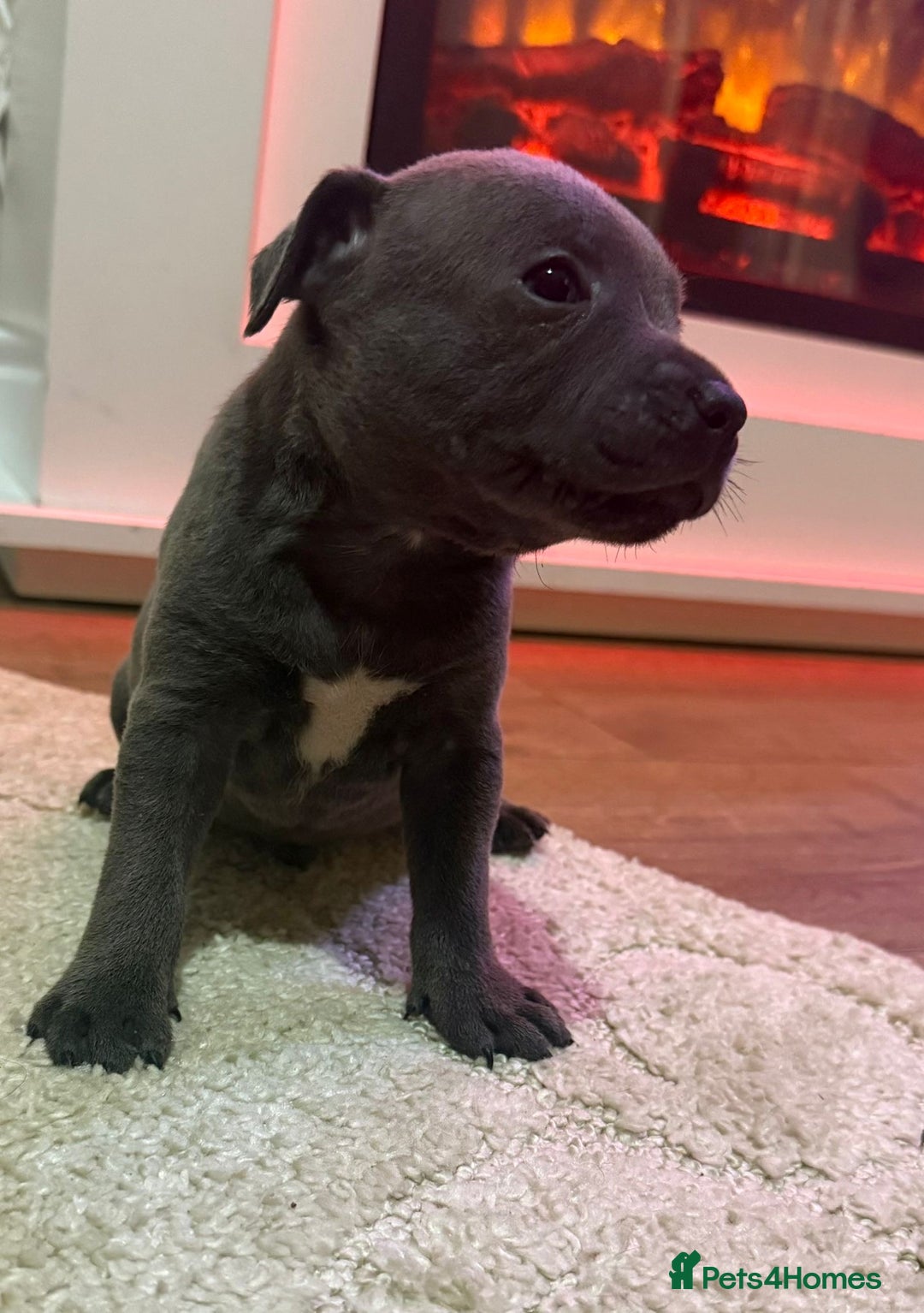 Staffordshire Bull Terrier dogs for sale: 9 Beautiful blue staff puppy’s !  - Image 4