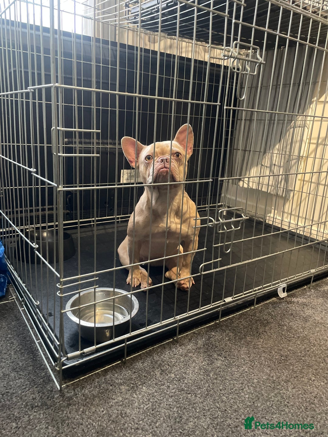 French Bulldog dogs for sale: Female Isabella French bulldog Kc registered  - Advert 9