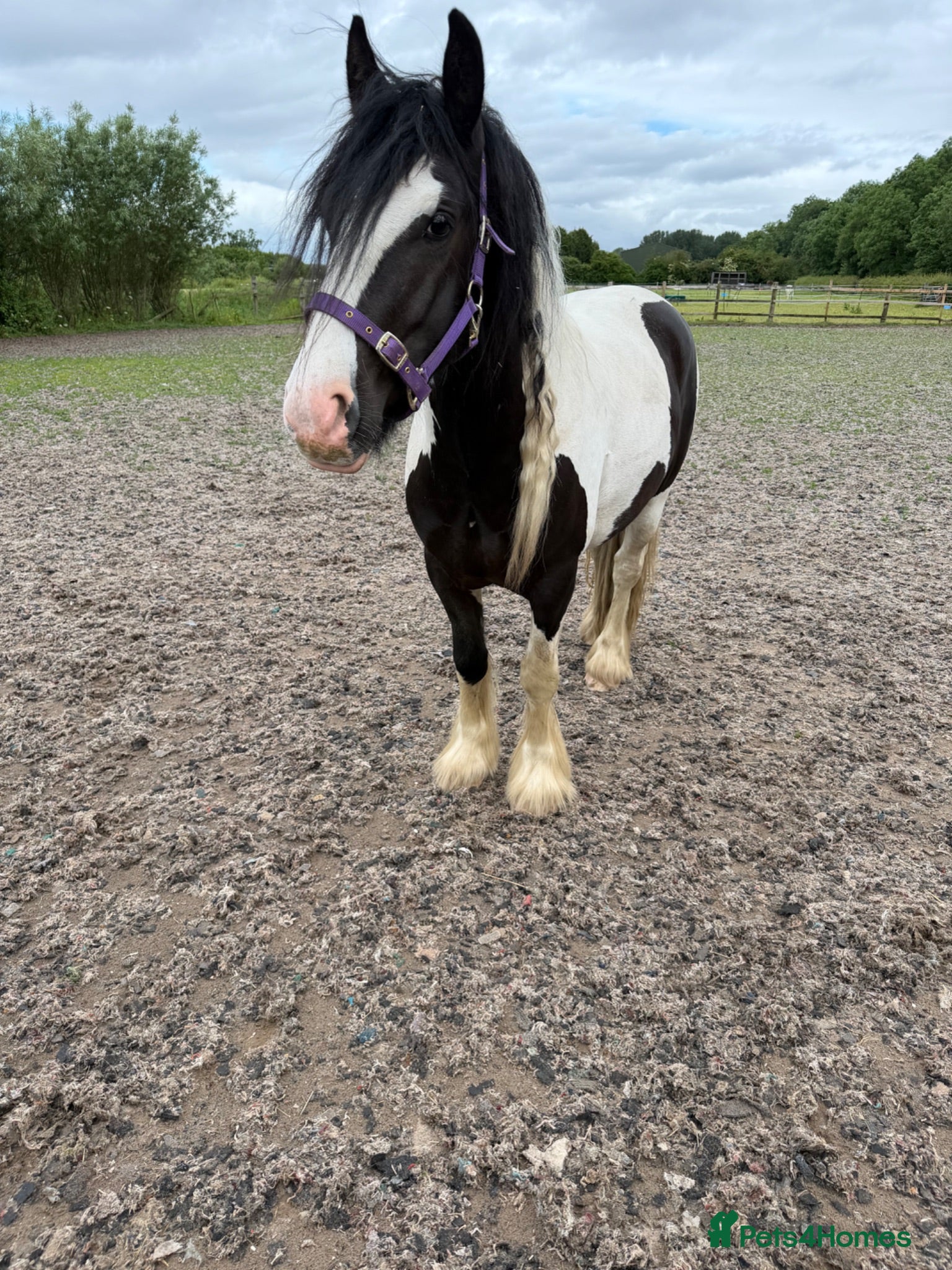 Irish Cob horses 13.3h cob gelding - Advert 4
