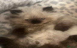 Persian cats for sale: Seal Colourpoint Persian Kittens - Image 5