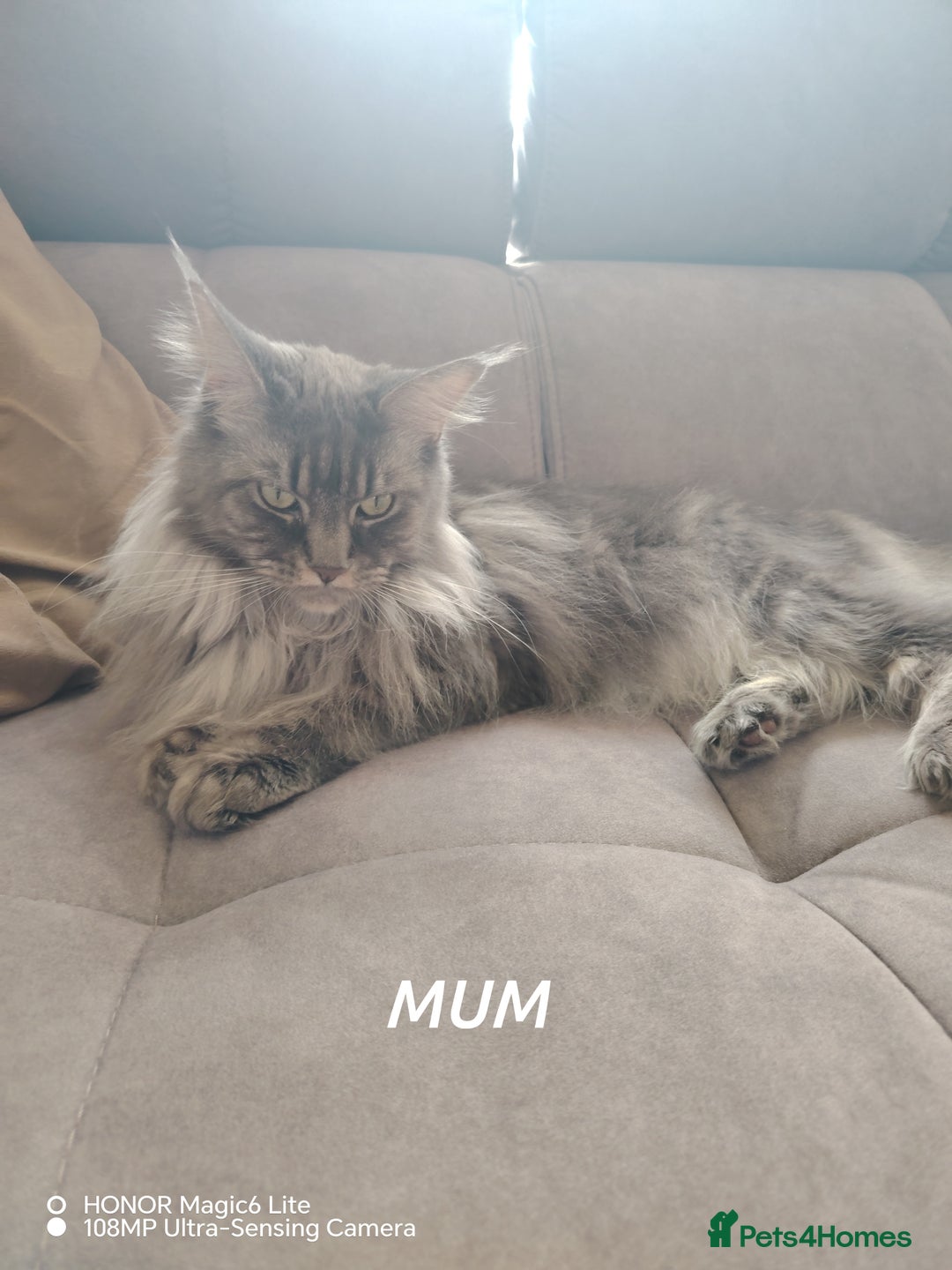 Maine Coon cats for sale: Beautiful Maine Coon kittens 💖💙🐱 - Advert 6
