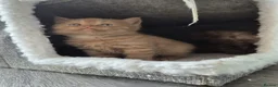 Scottish Fold cats for sale: Scottish fold and stright. Playful 5 females  - Advert 8