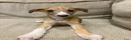 Mixed Breed dogs for sale: Whippet x lurcher pups - Advert 16
