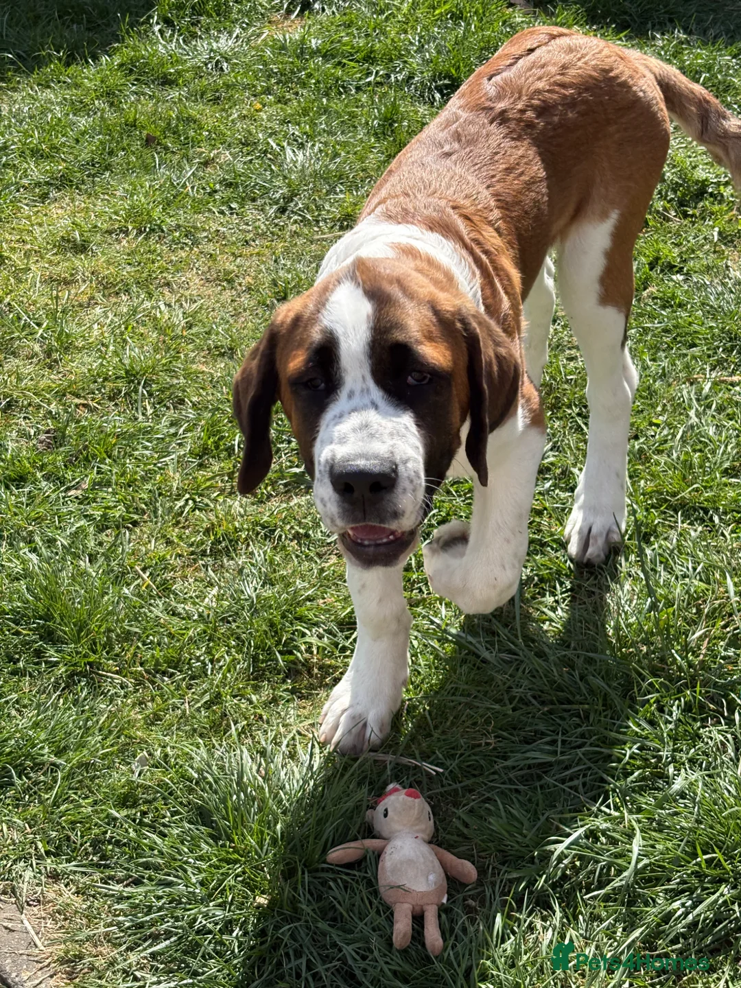 Saint Bernard dogs for sale: Saint Bernard puppy - Advert 6