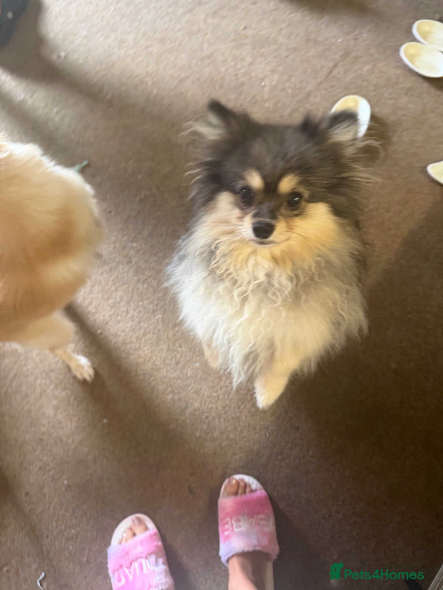 German Spitz dogs Dogs for sale  - Advert 2