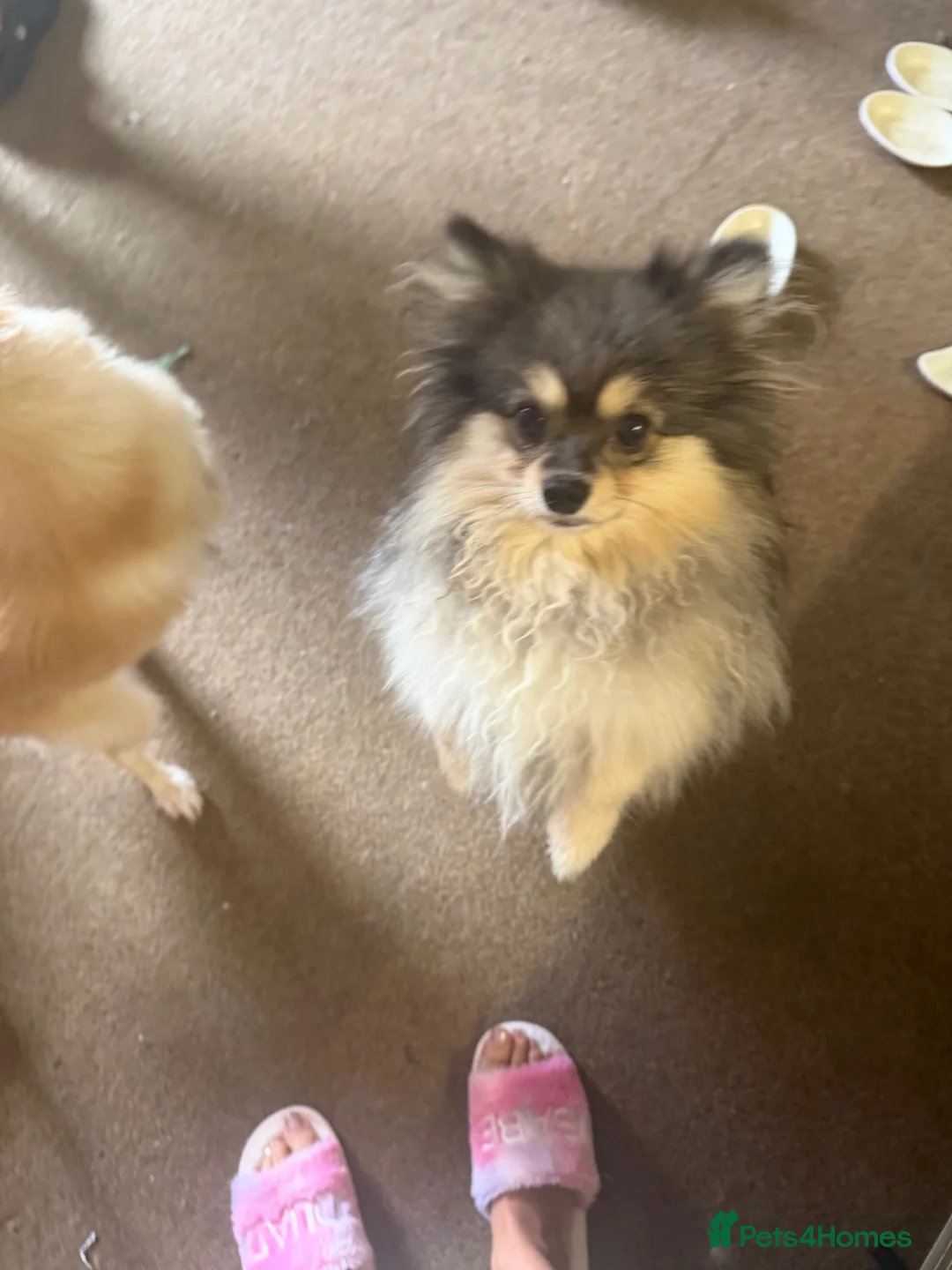 German Spitz dogs for sale: Dogs for sale  - Advert 2