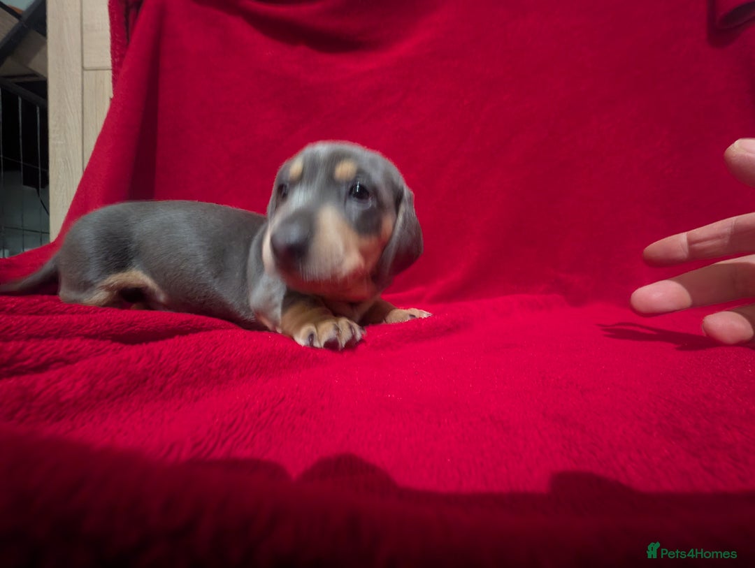 Miniature Dachshund dogs for sale: Miniature dashunds blue and tan - Advert 10