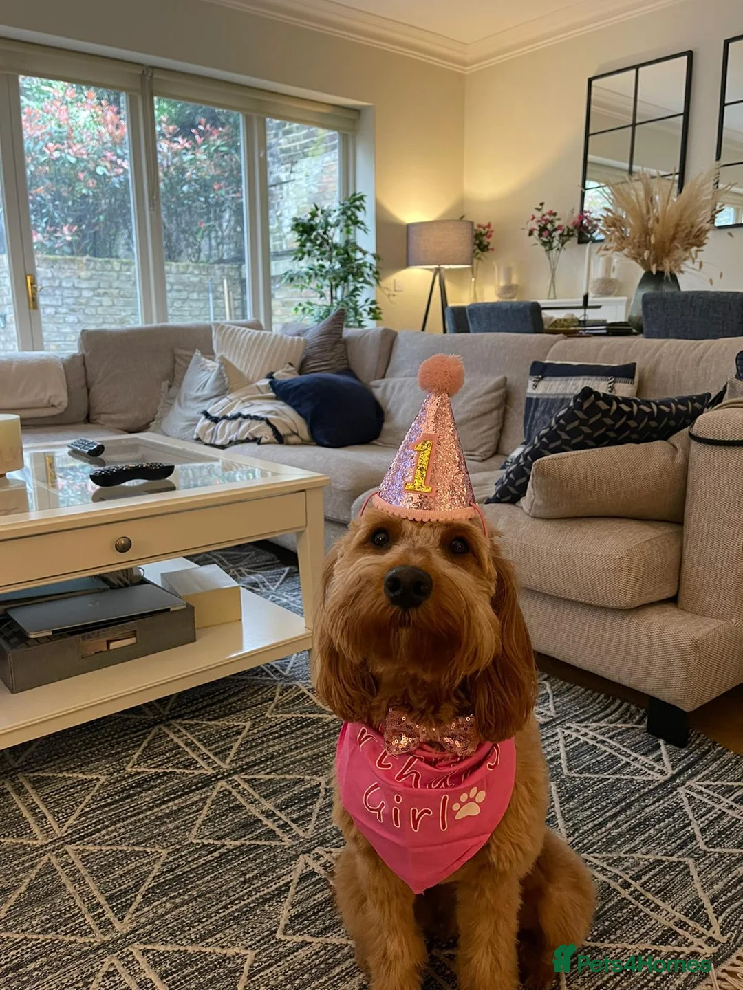 Mini Goldendoodle dogs for sale: F1 pups via a LICENSED BREEDER & POLICE K9 TRAINER - Advert 12