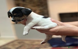 Jackapoo dogs for sale: Now available Jackapoo  - Image 2