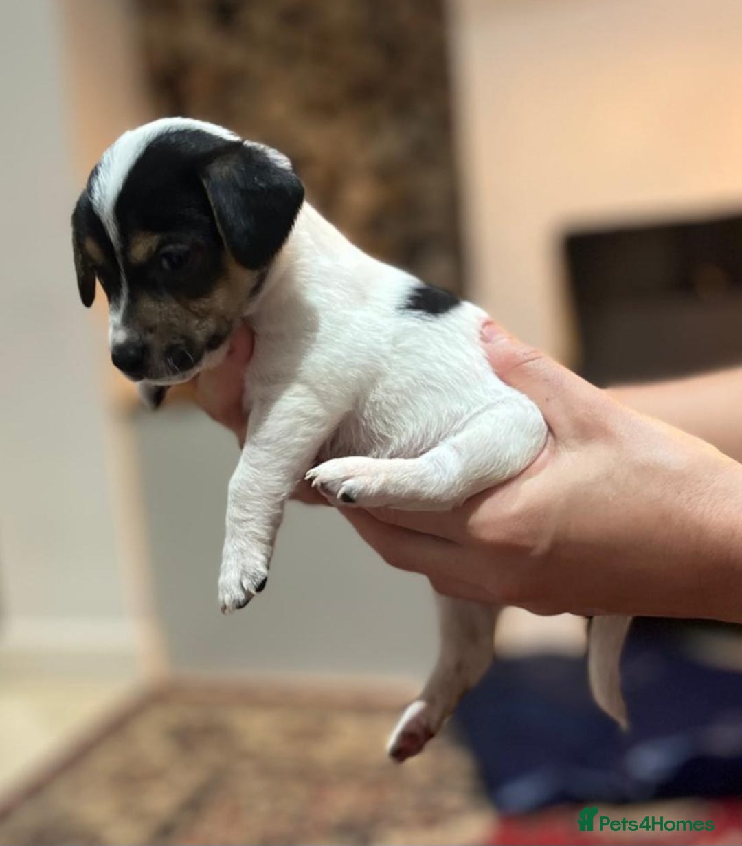 Jackapoo dogs for sale: Now available Jackapoo  - Image 2