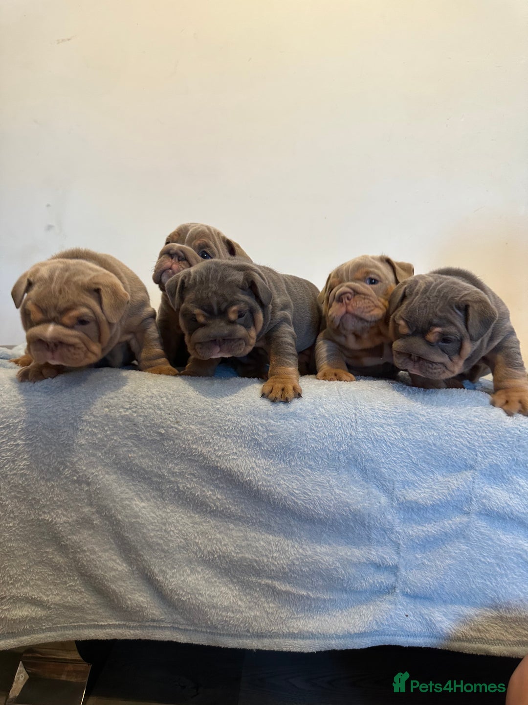 English Bulldog dogs for sale: Stunning KC Registered English Bulldog Puppies - Image 5