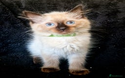 Ragdoll cats for sale: 1 LOVING RAGDOLL BOY is WAITING FOR LOVING HOME - Image 11