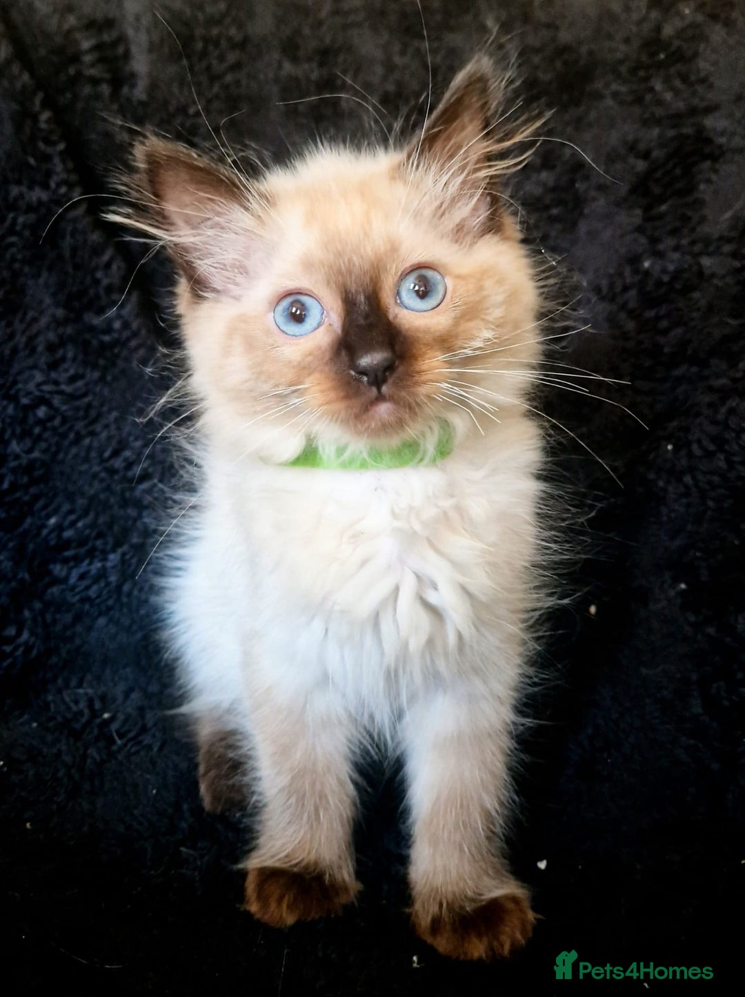 Ragdoll cats for sale: 1 LOVING RAGDOLL BOY is WAITING FOR LOVING HOME - Image 11