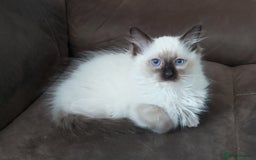 Ragdoll cats for sale: RAGDOLL SEAL POINT BLUE EYES READY NOW! - Image 1