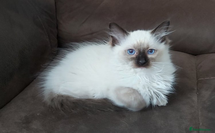 Ragdoll cats - Advert 16