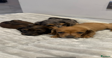 Miniature Dachshund dogs - Advert 16