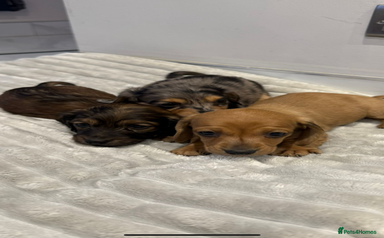 Miniature Dachshund dogs - Advert 7