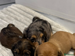 Miniature Dachshund dogs - Advert 5