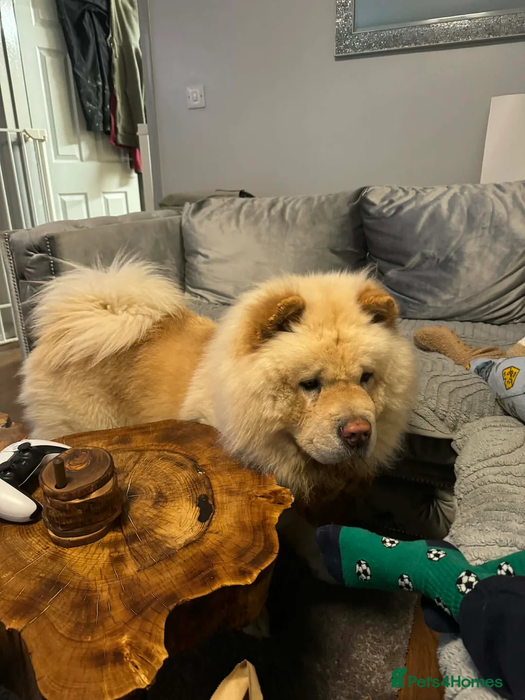 Chow Chow dogs for sale: Chiko chow chow  - Advert 1