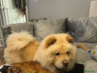 Chow Chow dogs Chiko chow chow - Advert 4