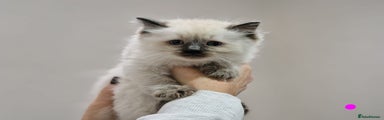 Ragdoll Kitten 4