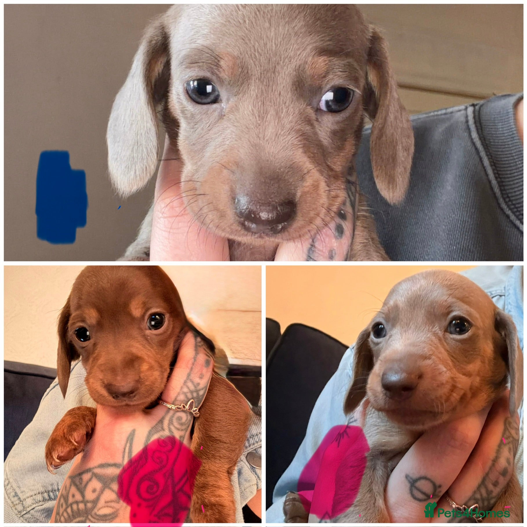 Miniature Dachshund dogs Miniature dachshunds  - Advert 13