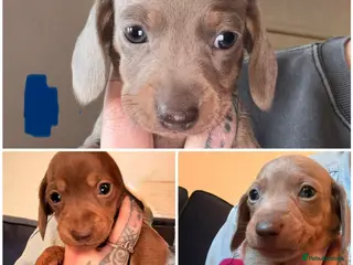 Miniature Dachshund dogs Miniature dachshunds - Advert 13