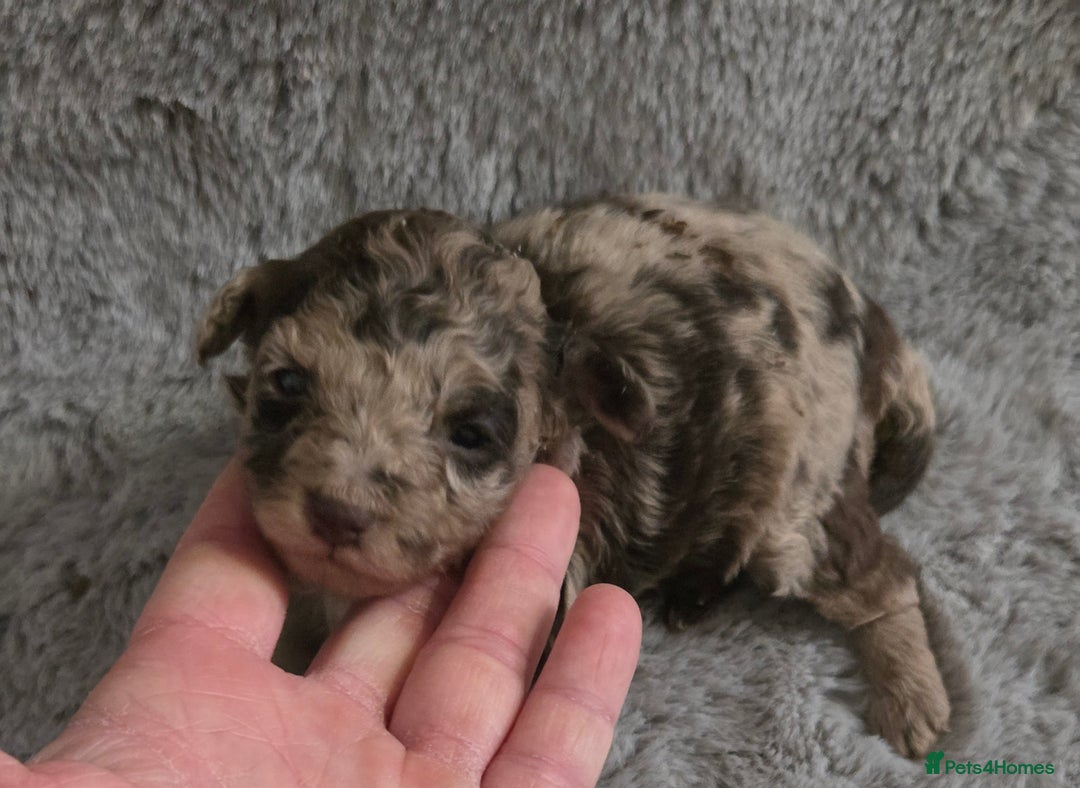 Toy Poodle dogs for sale: Gorgeous littler of x ** mall toy poodles  - Advert 1