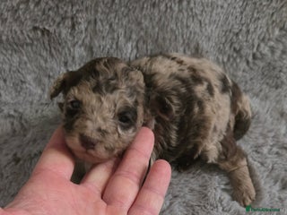 Toy Poodle dogs Gorgeous littler of x ** mall toy poodles - Advert 1