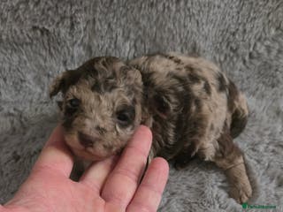 Toy Poodle dogs Gorgeous littler of x ** mall toy poodles - Advert 13